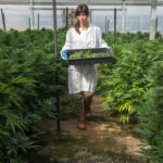 Green Revolution of the Holy Land